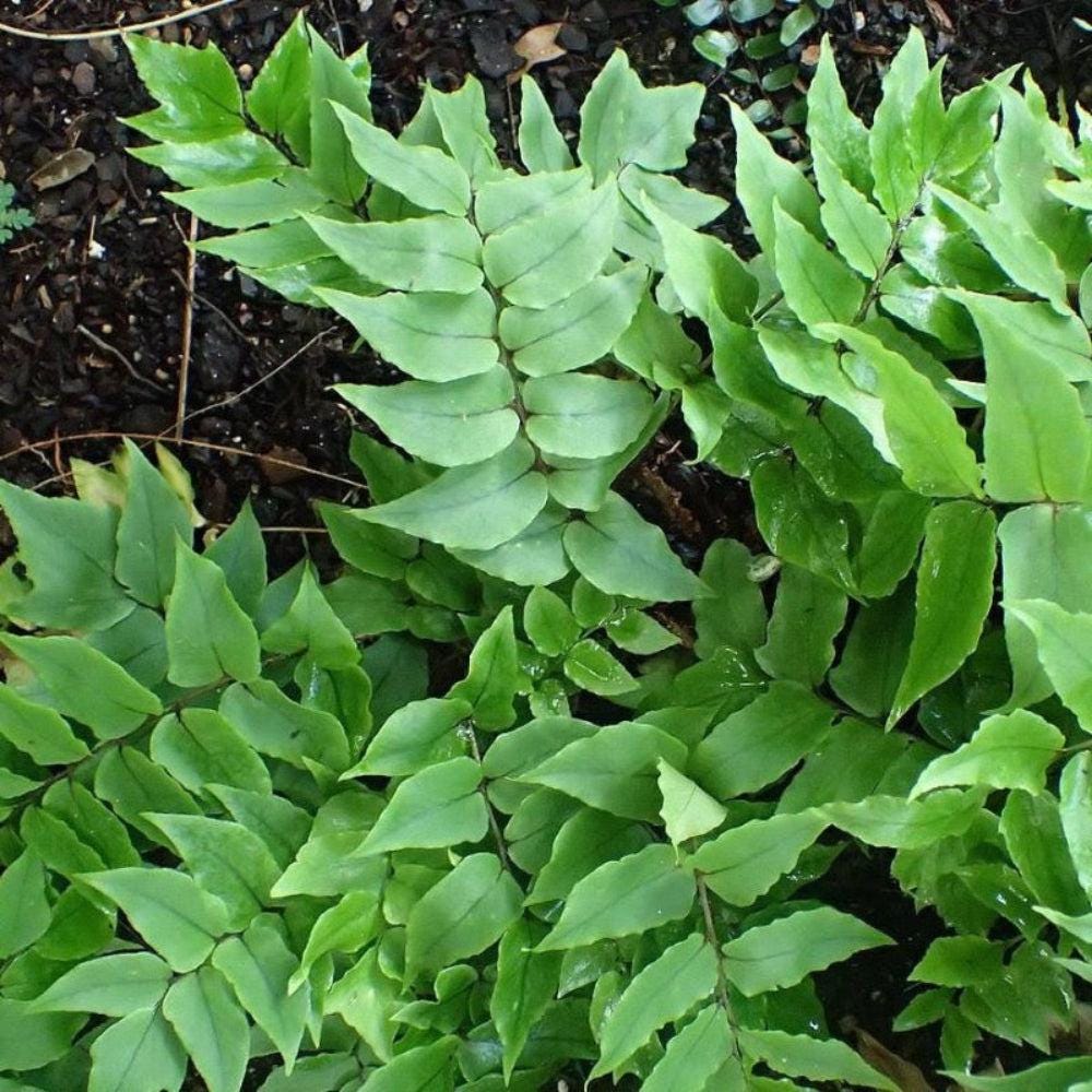 Japanese Holly Fern-C bush by GoBuyPlants® showing lush green foliage and compact growth habit.