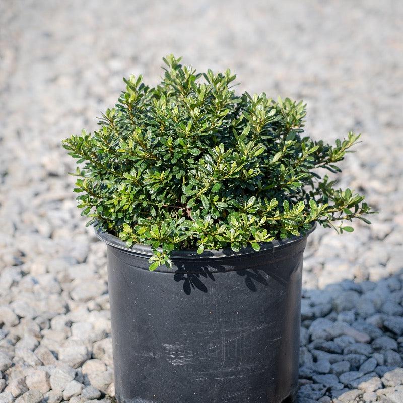 Pink Azalea Gumpo Bush by GoBuyPlants® showing vibrant pink blossoms and lush green foliage.