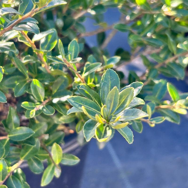 Green Ilex lustre bush from GoBuyPlants® with lush foliage and vibrant leaves, ideal for garden landscaping.