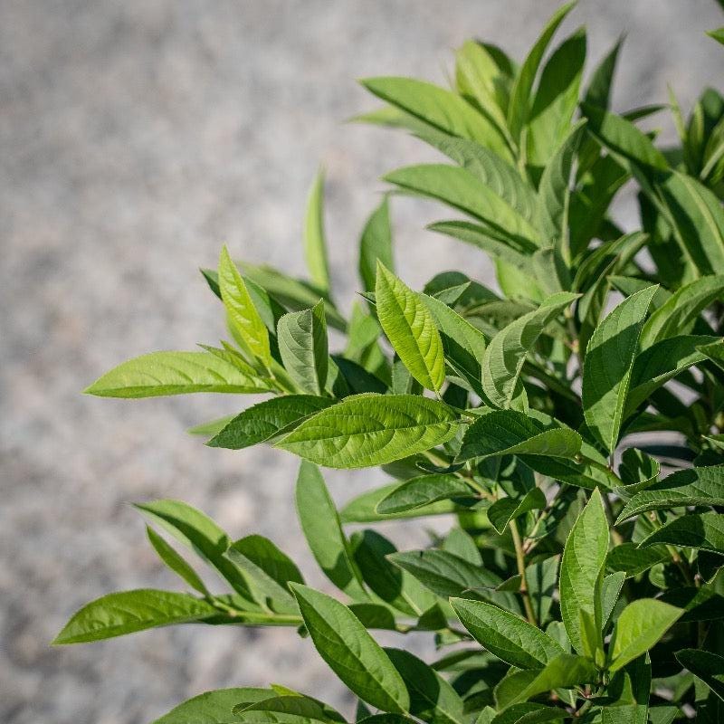 Itea Henry's Garnet shrub from GoBuyPlants® showing lush green leaves and vibrant red flowers on a compact bush.