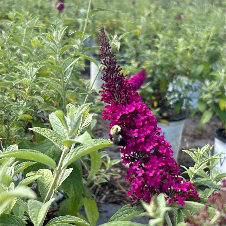 Buddleia Miss Molly shrub from GoBuyPlants® with vibrant purple flowers and lush green foliage, perfect for gardens.