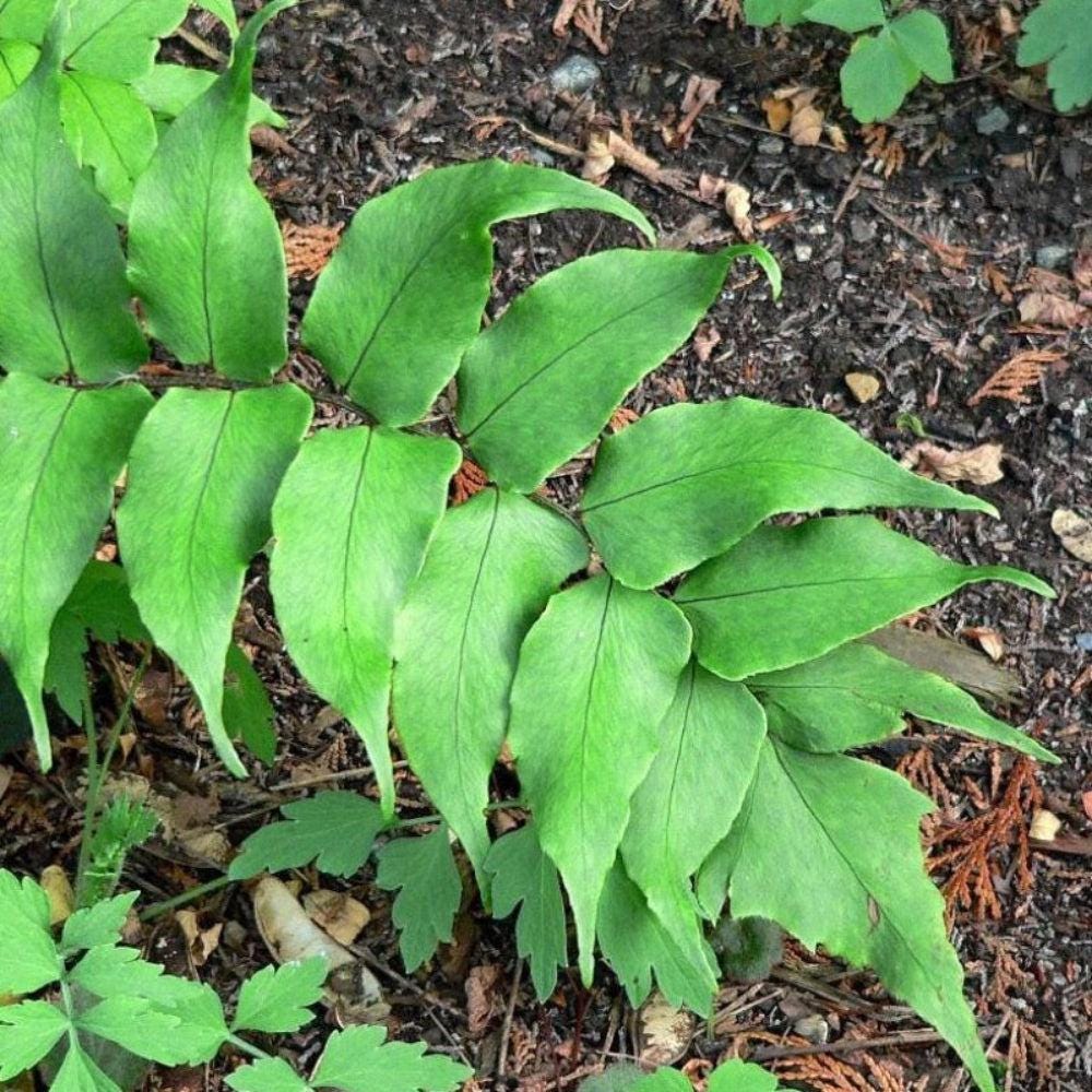 Japanese Holly bush Fern-C by GoBuyPlants®, showcasing lush green foliage and compact growth for garden landscaping.