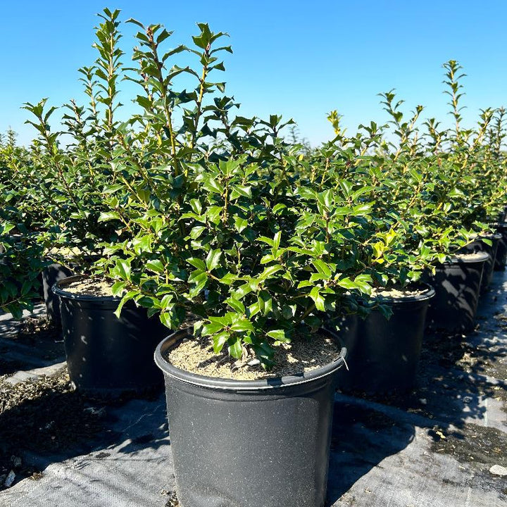 GoBuyPlants Ilex China Girl bush with dense green foliage, ideal for landscaping and decorative garden accents.
