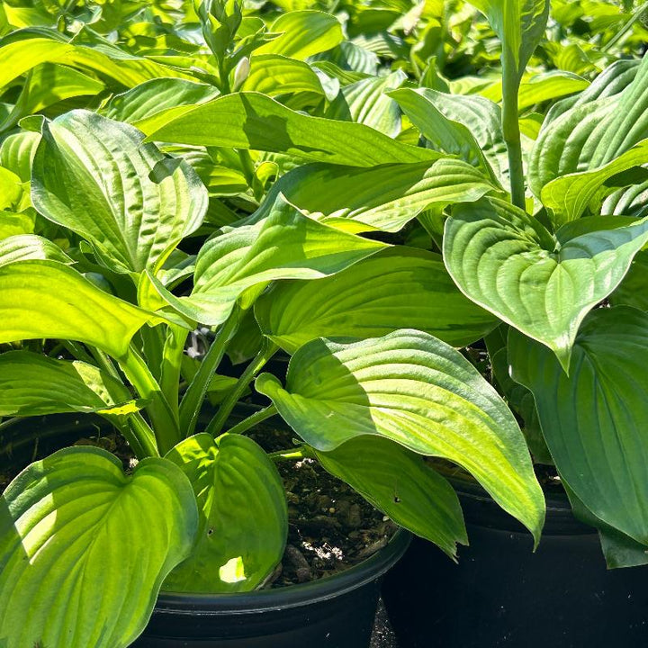 Hosta Guacamole plant from GoBuyPlants® featuring lush green foliage, bushy Hosta Guacamole variety, ideal for shaded garden areas.
