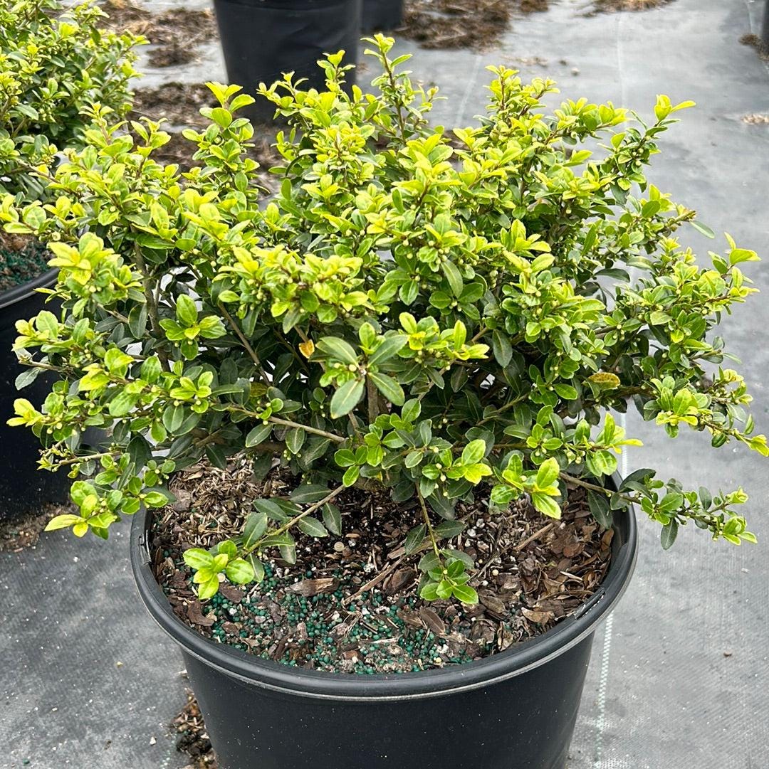 Green Ilex Lustre bush from GoBuyPlants® with lush, vibrant foliage, ideal for landscaping or decorative garden use.