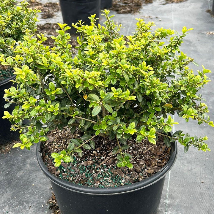 Green Ilex Lustre bush from GoBuyPlants® with lush, vibrant foliage, ideal for landscaping or decorative garden use.