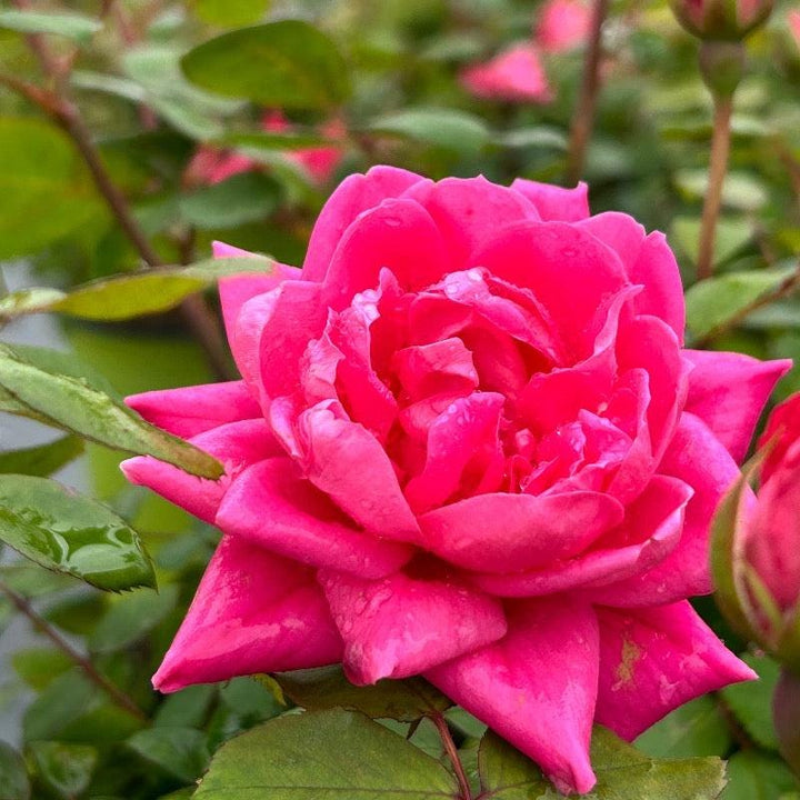 Rose Pink Double Knock Out® bush, vibrant pink flowering shrub from GoBuyPlants®, shown in full bloom.