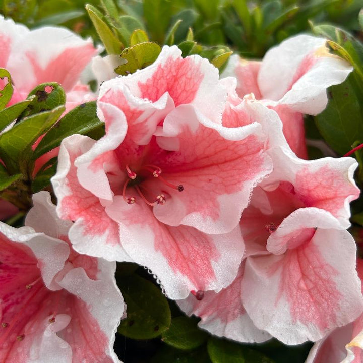 Azalea Encore Autumn Starburst bush from GoBuyPlants, showcasing vibrant autumn foliage and lush green leaves.