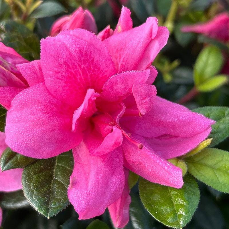 Azalea Encore Autumn Empress shrub with vibrant fall foliage, part of GoBuyPlants&