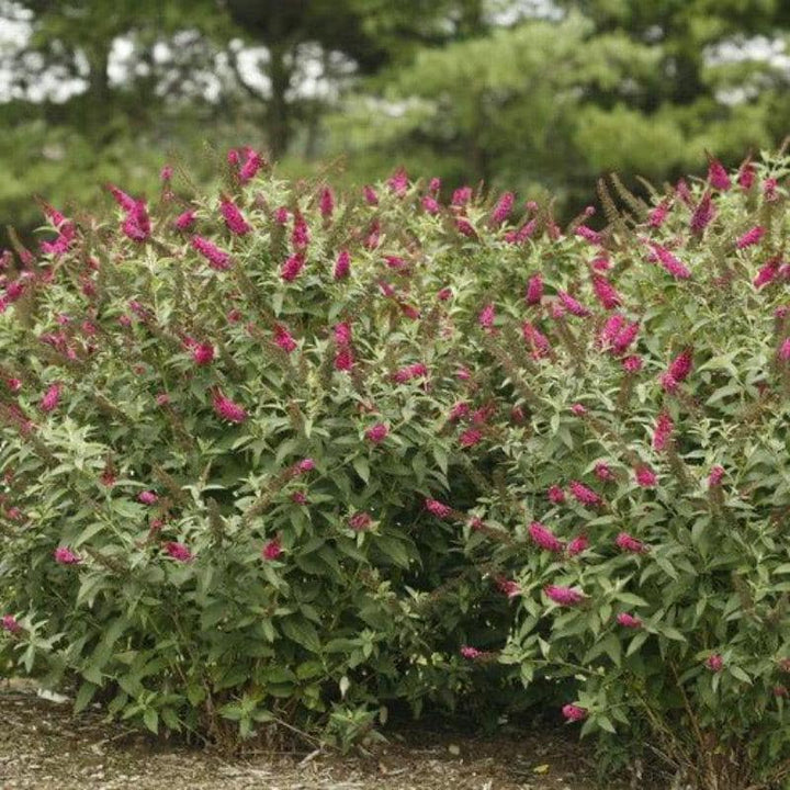 Buddleia Miss Molly bush from GoBuyPlants® showing vibrant purple flowers and green foliage on a garden shrub.