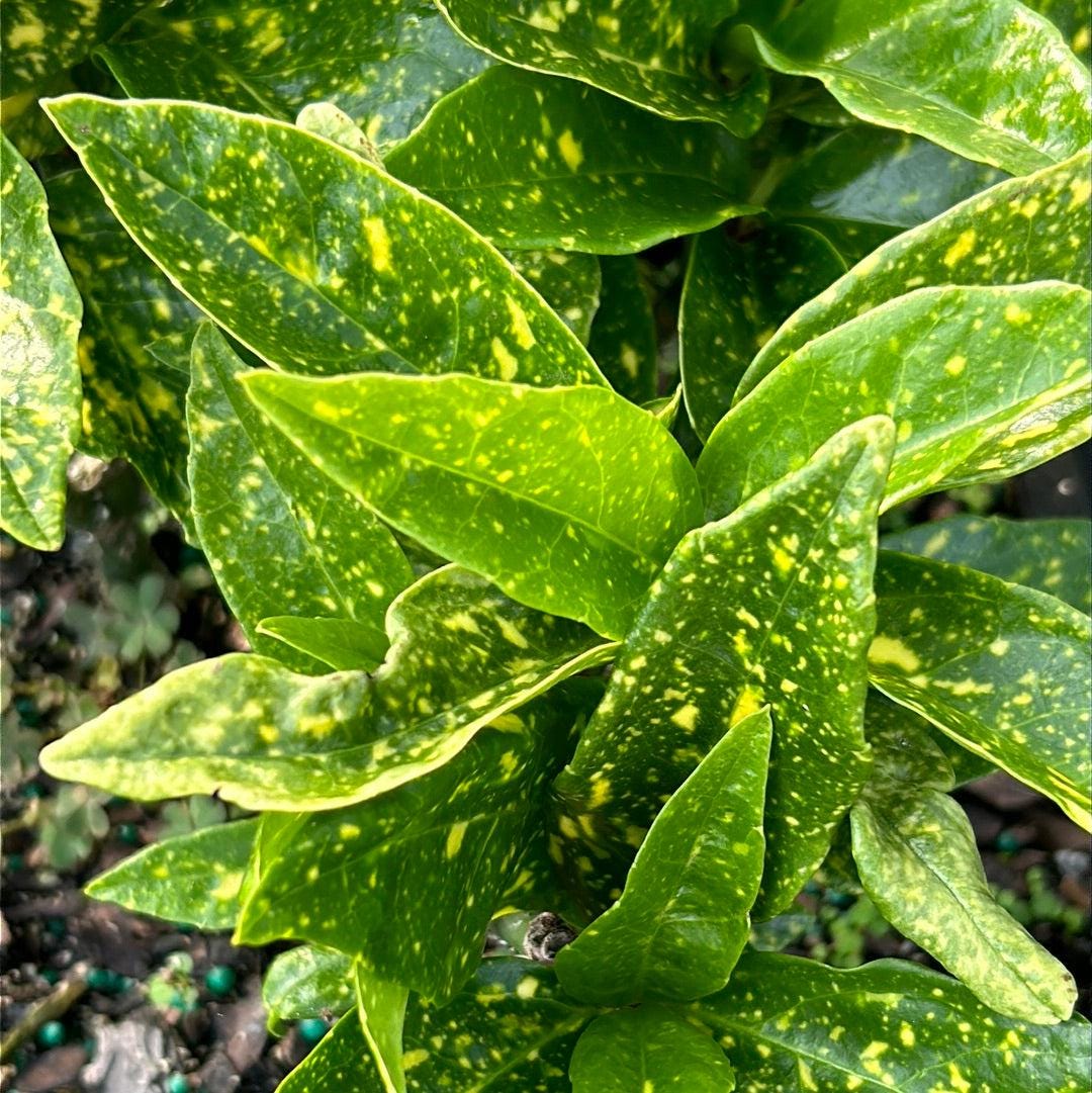 Aucuba Gold Dust bush with variegated yellow and green leaves, part of GoBuyPlants® bushes and trees collection.
