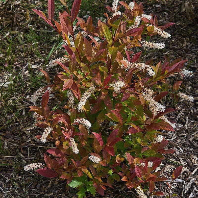 GoBuyPlants® Itea Henry&