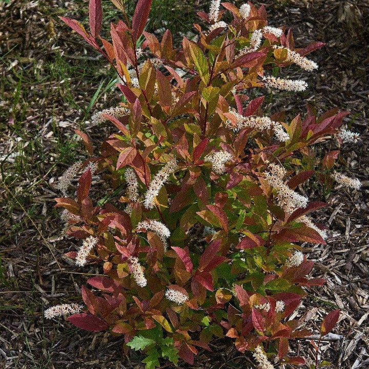 GoBuyPlants® Itea Henry&