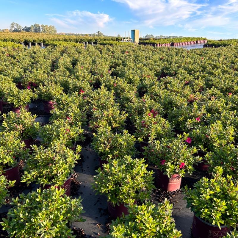 Azalea Encore® Autumn Sundance® bush, vibrant fall foliage, lush green leaves, healthy flowering shrub by GoBuyPlants®