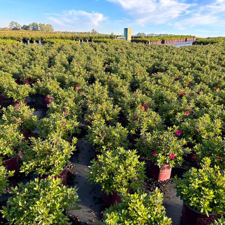 Azalea Encore® Autumn Sundance® bush, vibrant fall foliage, lush green leaves, healthy flowering shrub by GoBuyPlants®