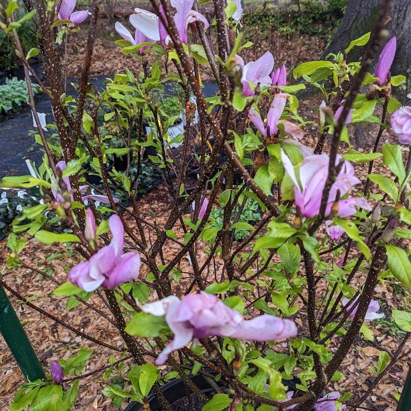 Magnolia Jane bush from GoBuyPlants® with lush green foliage, ready for garden planting.