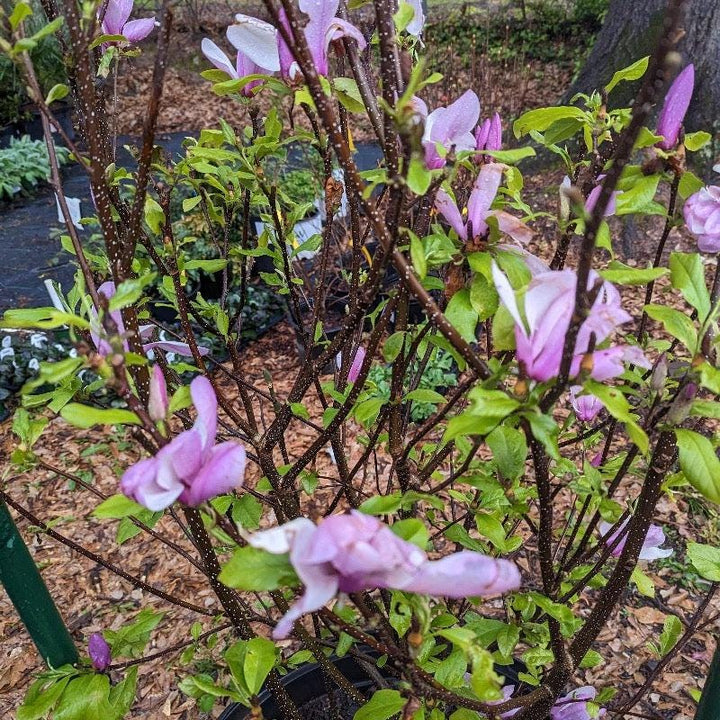 Magnolia Jane bush from GoBuyPlants® with lush green foliage, ready for garden planting.
