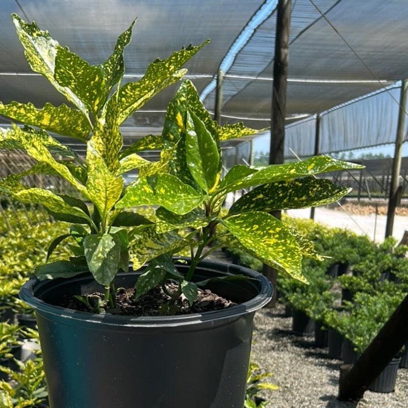 A lush Aucuba Gold Dust bush with variegated yellow and green leaves, part of GoBuyPlants® bushes and trees collection.