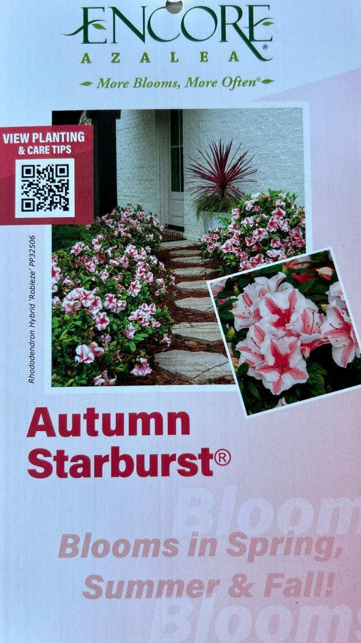 Azalea Encore Autumn Starburst bush, vibrant fall foliage, lush green and orange leaves, decorative flowering shrub by GoBuyPlants®