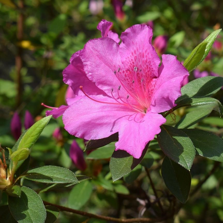 Azalea Judge Solomon bush from GoBuyPlants® showing lush green foliage and vibrant pink blooms in a garden setting.