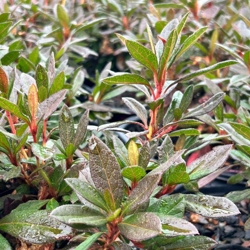 Azalea Encore Autumn Sundance bush with vibrant orange and red fall foliage, decorative flowering shrub by GoBuyPlants®.