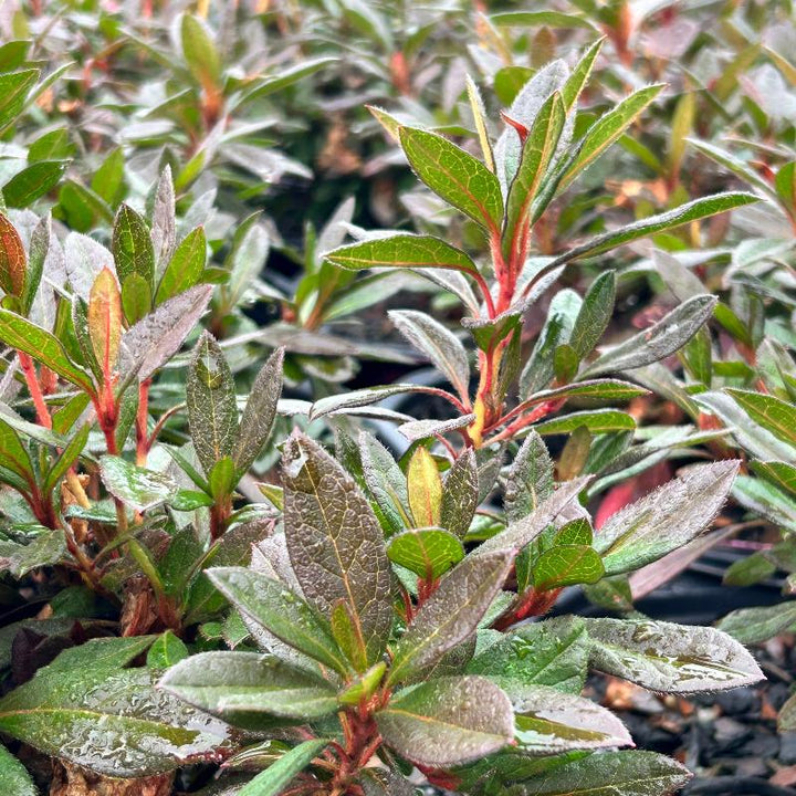 Azalea Encore Autumn Sundance bush with vibrant orange and red fall foliage, decorative flowering shrub by GoBuyPlants®.