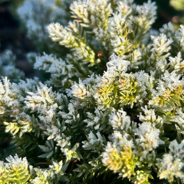 Juniper pro Nana bush by GoBuyPlants® showing dense green foliage and compact growth habit.