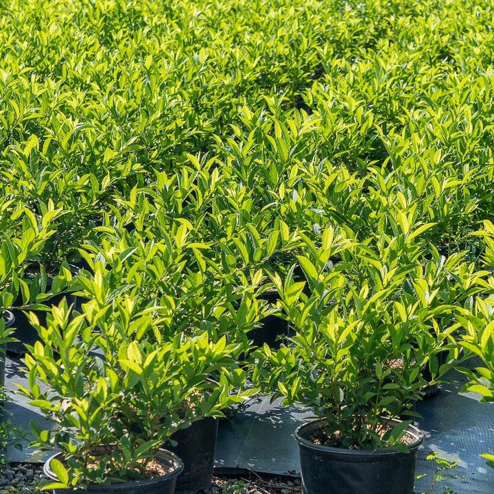GoBuyPlants® Itea Henry&