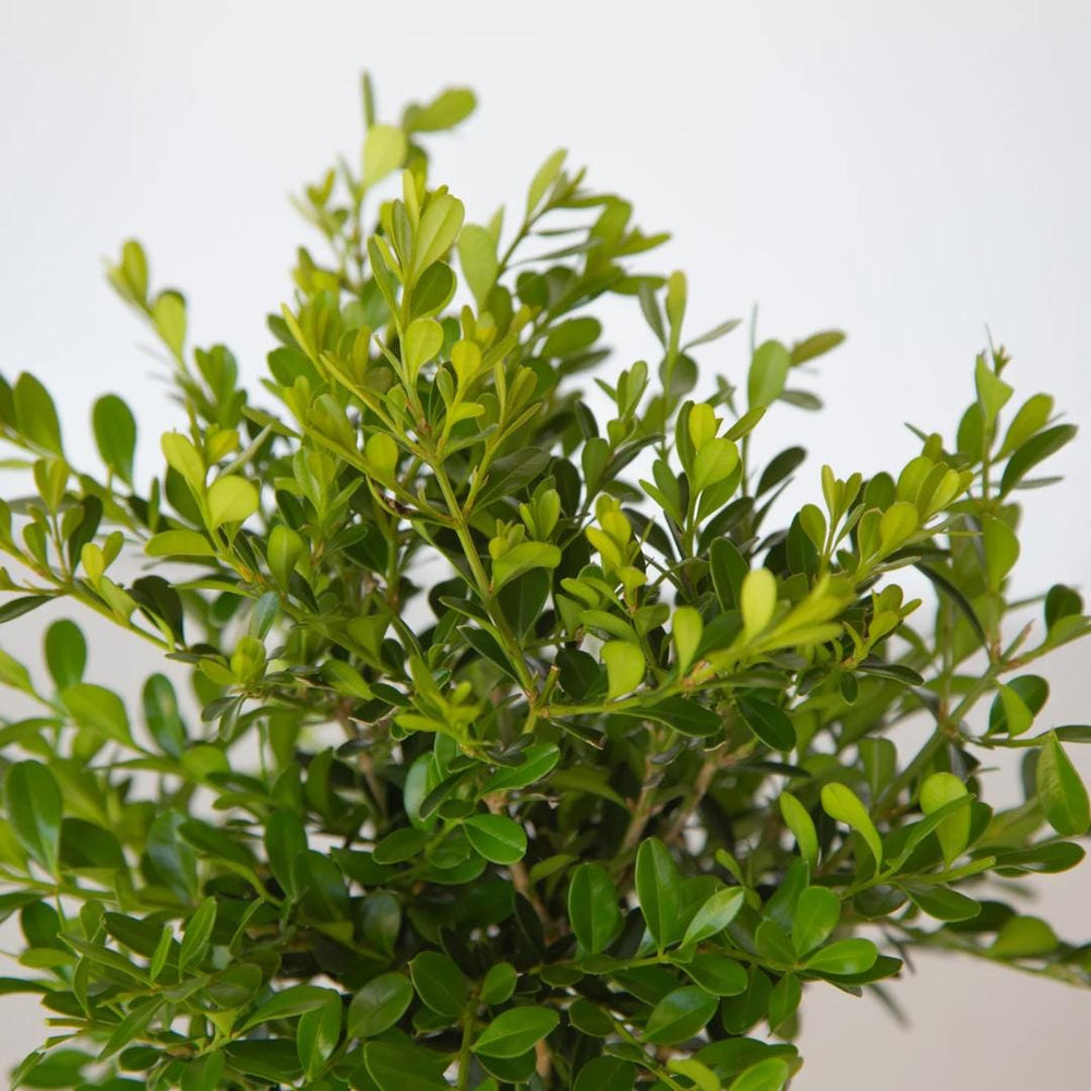 Close-up of Buxus Betterboxwood Skylight™ bush from GoBuyPlants®, showcasing lush green foliage and dense, compact growth.