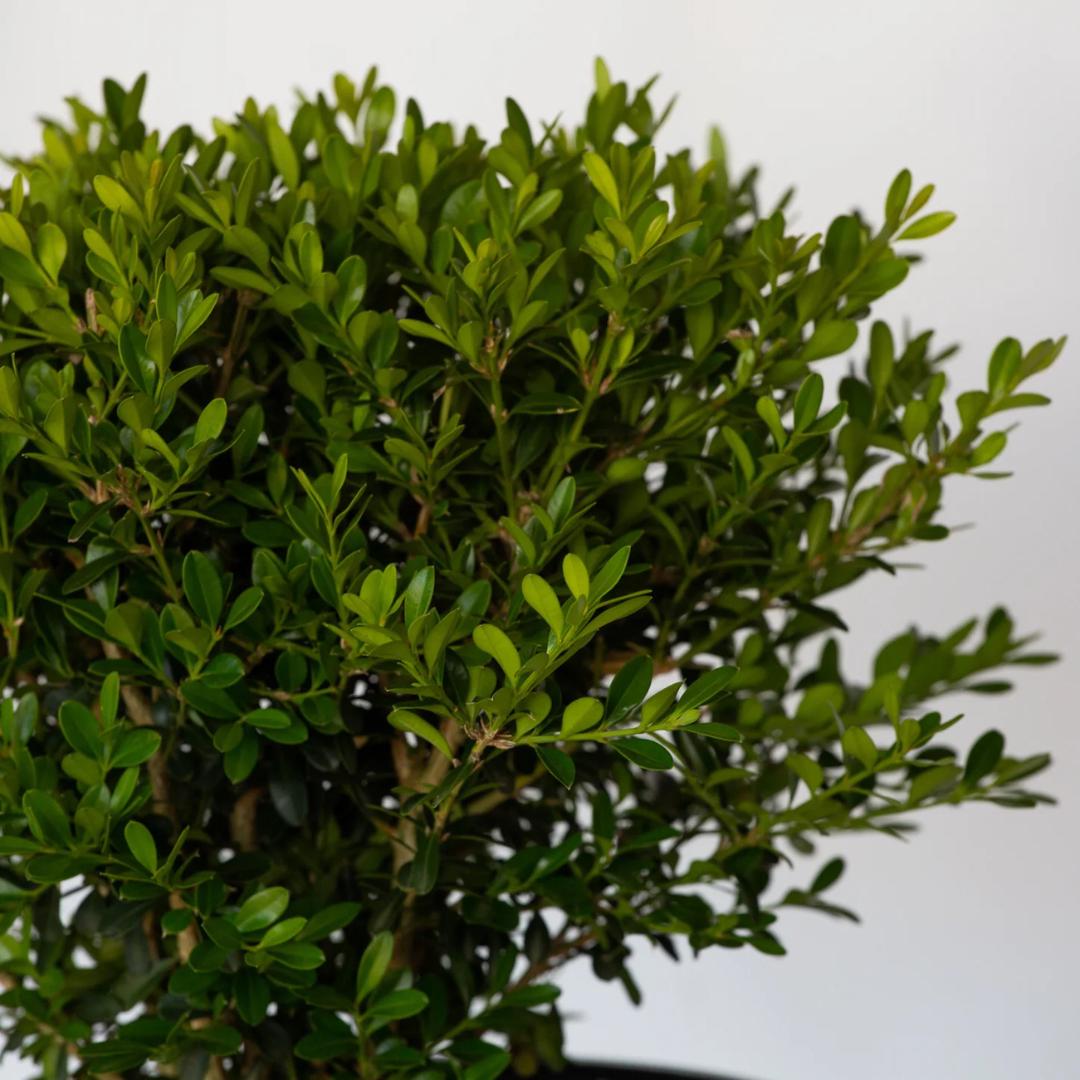 GoBuyPlants Buxus Betterboxwood Skylight™ bush with dense green foliage and a compact, rounded shape.