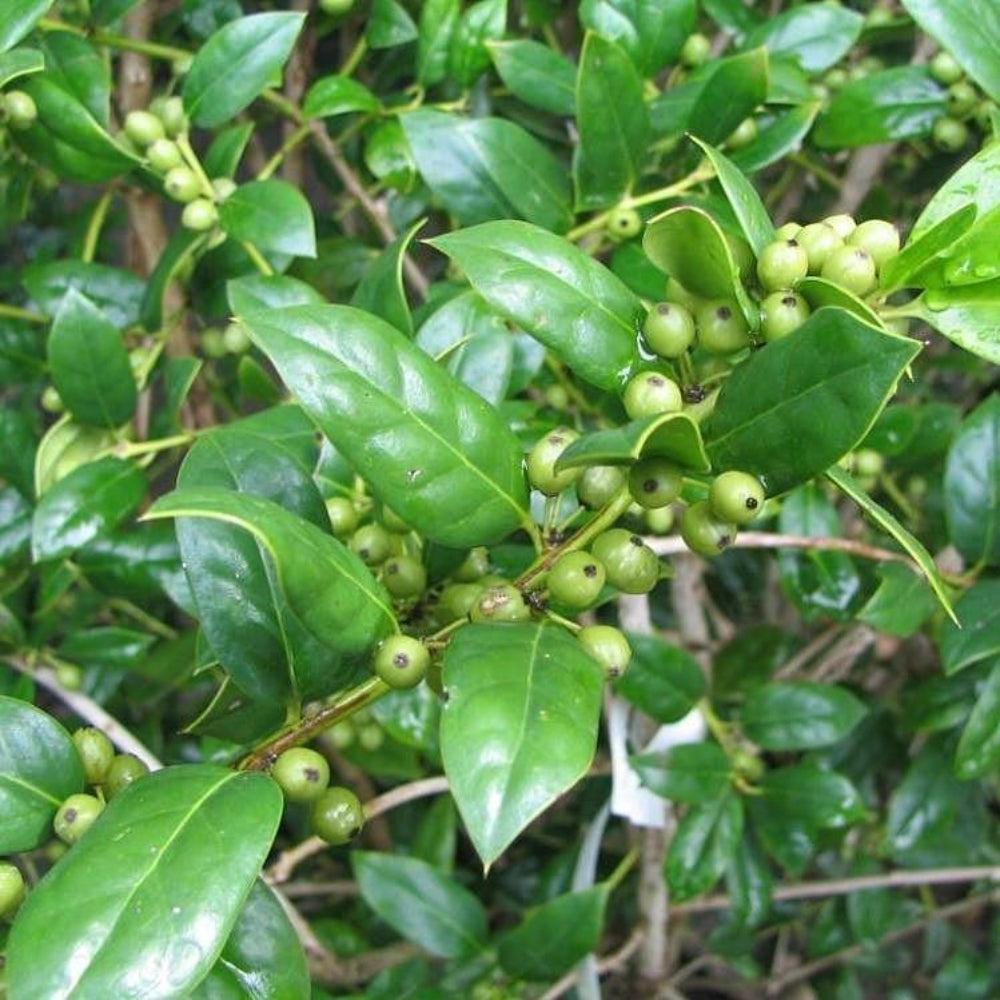 Ilex Needlepoint bush by GoBuyPlants® with glossy green leaves and vibrant red berries, decorative foliage for landscaping.