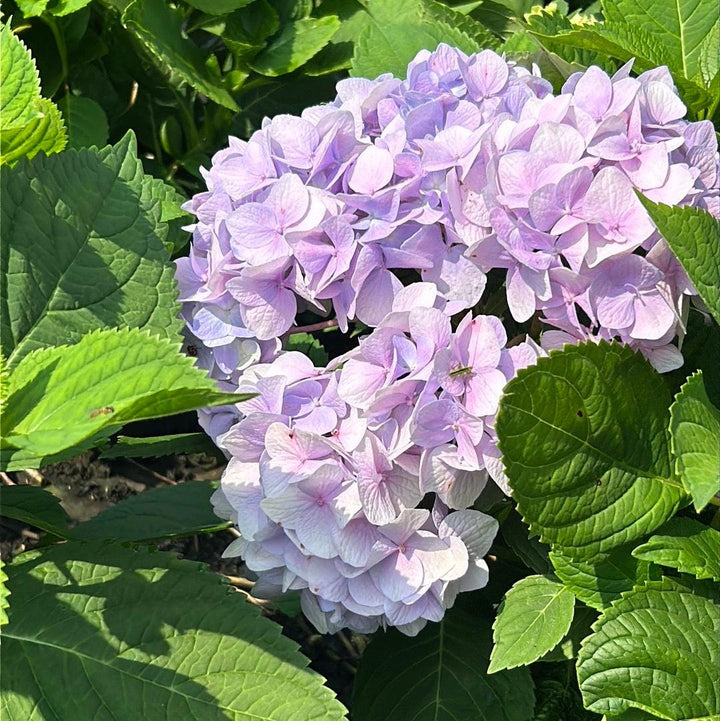 Hydrangea m. Dooley bush with lush green foliage and blooming white flowers, from GoBuyPlants® in the Bushes &amp; Trees category.