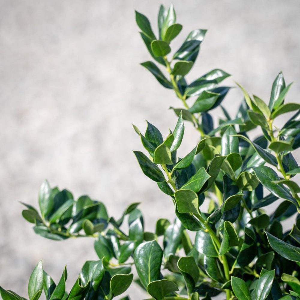 Ilex Needlepoint bush with glossy green leaves and red berries, ideal for landscaping or decorative gardening.