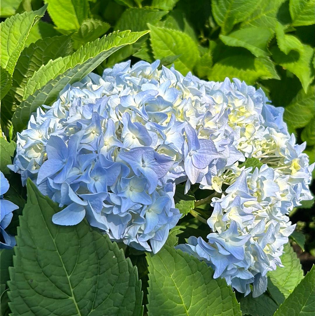 Hydrangea m. Dooley bush, a flowering shrub with large, vibrant blooms, from GoBuyPlants® in a garden setting.