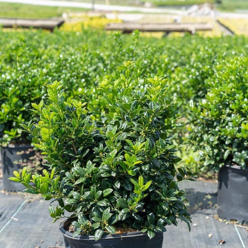 Dwarf Burford Ilex bush by GoBuyPlants®, showing dense green foliage suitable for hedges and landscaping.