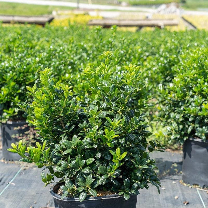 Dwarf Burford Ilex bush by GoBuyPlants®, showing dense green foliage suitable for hedges and landscaping.