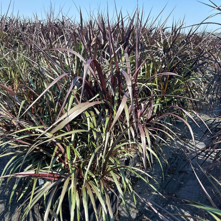 Pennisetum First Knight bush with feathery purple-tinged plumes and green foliage, as seen in a GoBuyPlants® image.