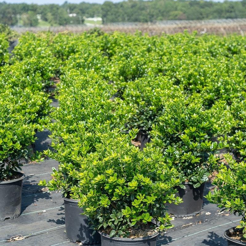 Dwarf Burford Ilex bush by GoBuyPlants®, showcasing lush green foliage ideal for decorative landscaping or garden borders.