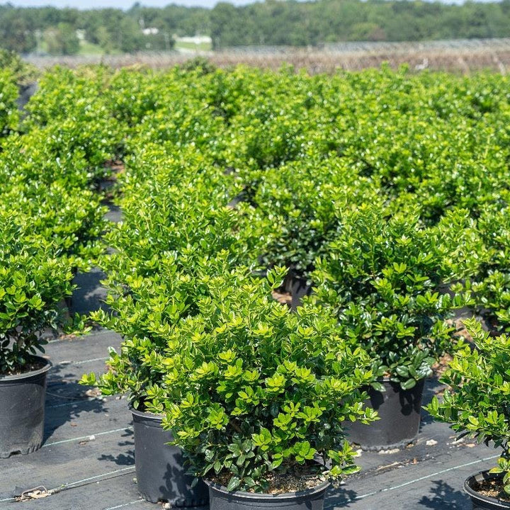 Dwarf Burford Ilex bush by GoBuyPlants®, showcasing lush green foliage ideal for decorative landscaping or garden borders.