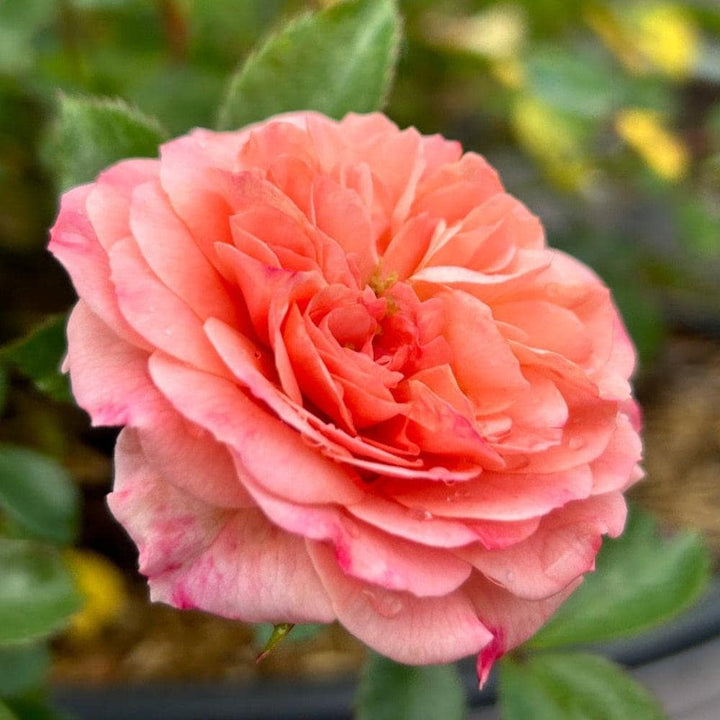 Rose Apricot Drift® bush, displaying vibrant apricot-colored flowers and lush green foliage, from GoBuyPlants®.