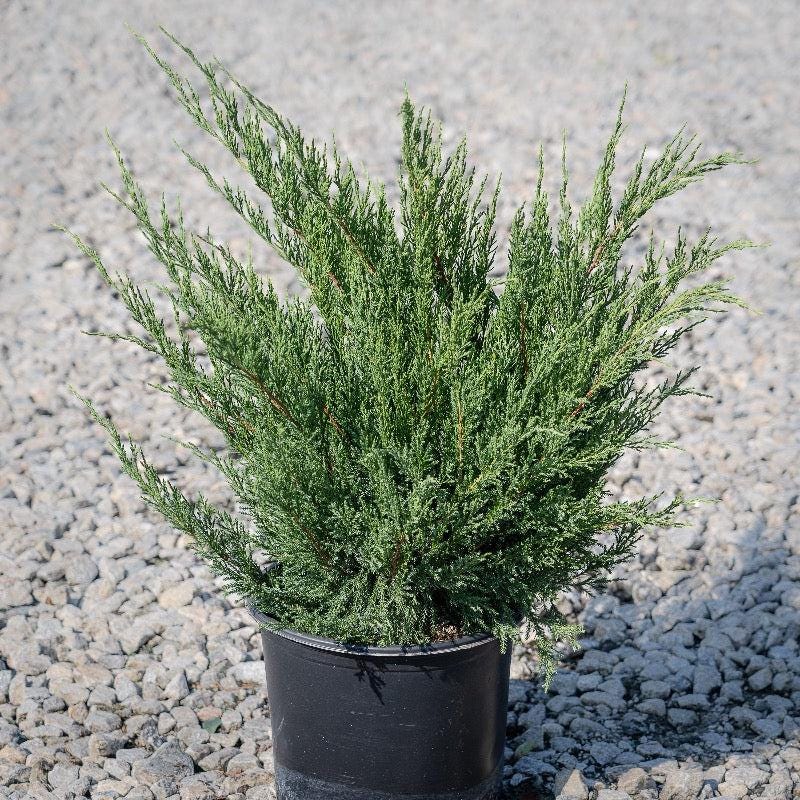 Juniper Sea Green bush from GoBuyPlants® with dense green foliage, suitable for landscaping and outdoor gardens.