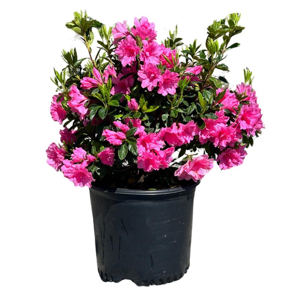 Pink azalea bush with ruffled blossoms, part of GoBuyPlants®&