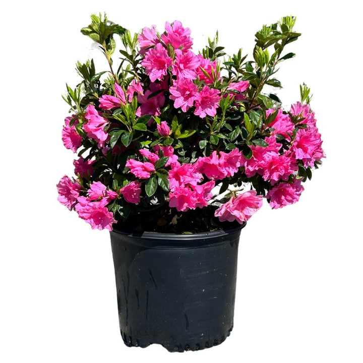 Pink azalea bush with ruffled blossoms, part of GoBuyPlants®&