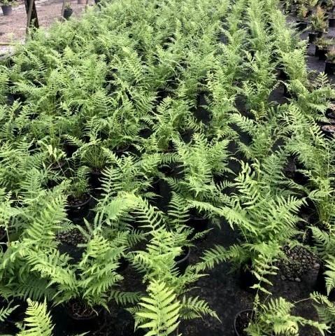 Fern-T Southern Wood bush from GoBuyPlants® with lush green fronds, ideal for landscaping and outdoor garden decoration.