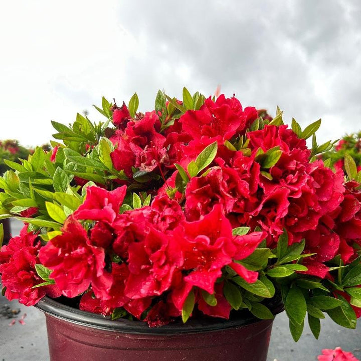 Azalea Encore Autumn Fire bush, vibrant orange-red flowering shrub, grown by GoBuyPlants, showcasing lush foliage and blossoms.