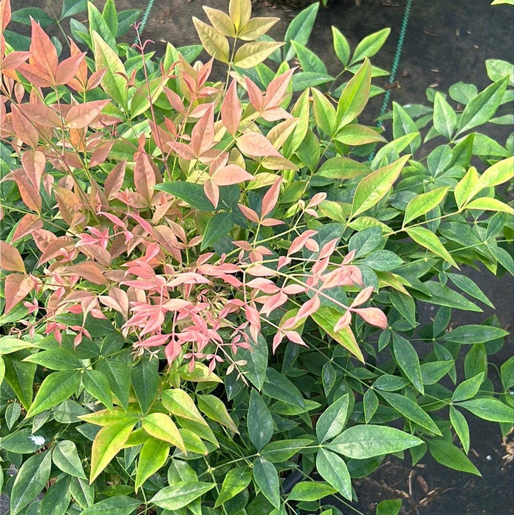 Nandina Gulf Stream bush, lush green foliage with red-tinted new growth, grown by GoBuyPlants® for decorative landscaping.