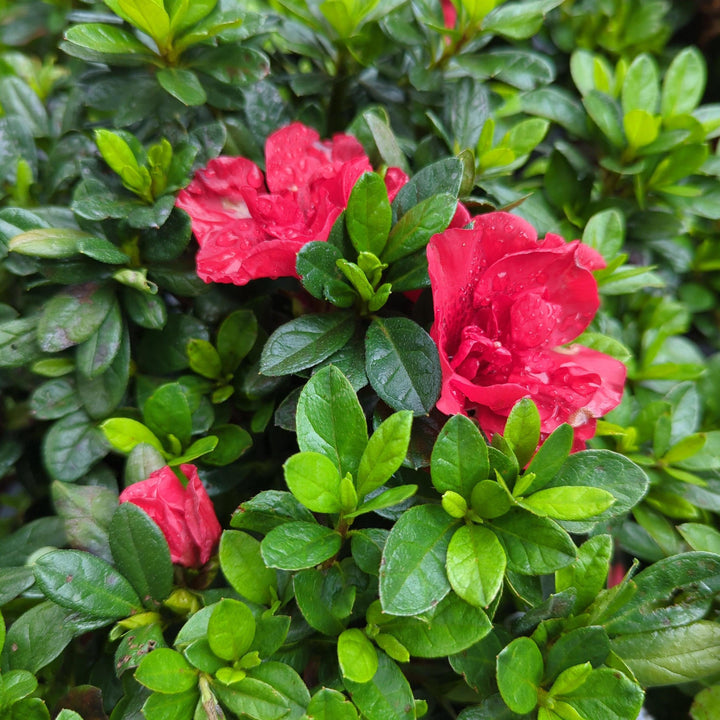 Azalea Encore Autumn Fire bush with vibrant orange and red foliage, lush green leaves, and blooming flowers, by GoBuyPlants.