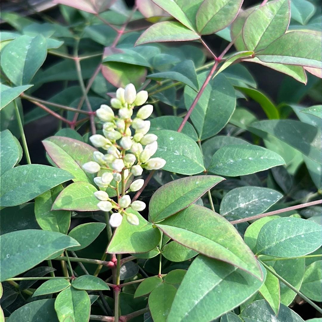 GoBuyPlants® Nandina Harbor Belle™ bush with vibrant red and green foliage, showcasing its lush, upright growth.