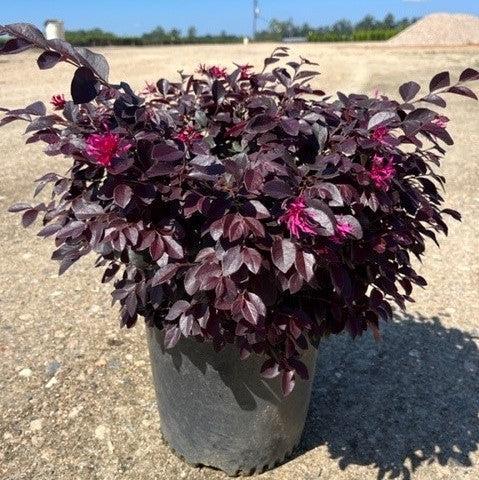Loropetalum Cerise Charm™ bush showing vibrant pink foliage and dense growth, ideal for decorative landscape planting.