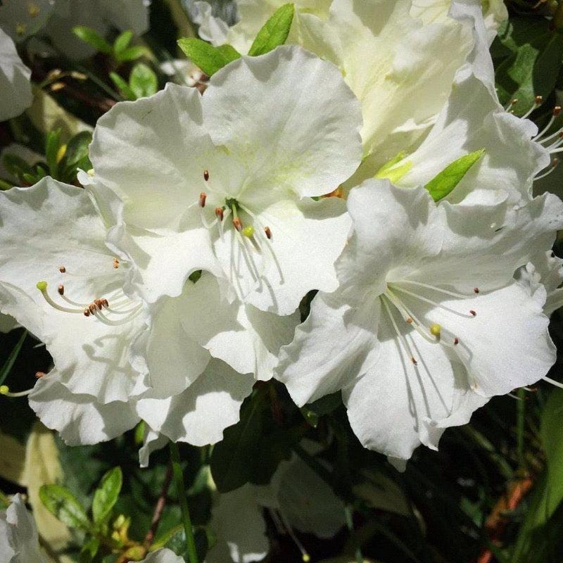 White azalea bush from GoBuyPlants® with lush green leaves and delicate white flowers, perfect for garden landscaping.